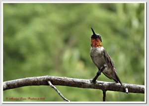Male Hummingbird Ruby